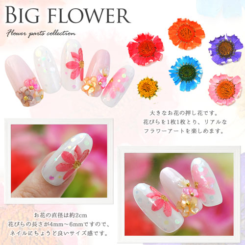 楽天市場】押し花 6種類セット 大きめ 春 お花 ハーバリウムアート が
