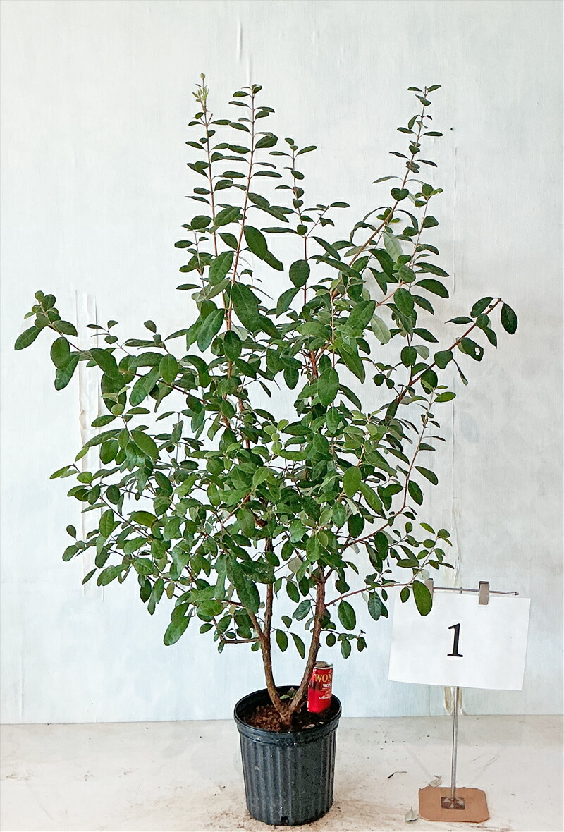 超逸品。フェイジョア株立ち1.6M(鉢底から)品番A 優良フェイジョア株