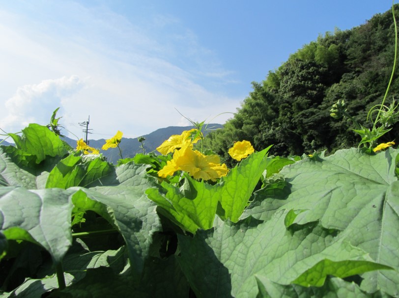 楽天市場】ナチュラルデュー化粧水 500ml 国産 保湿 乾燥 へちま水