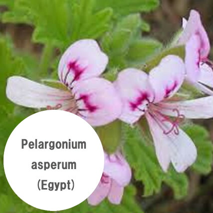 楽天市場】【ゼラニウム・エジプト 10ml】→甘くバラに似た香りの中に