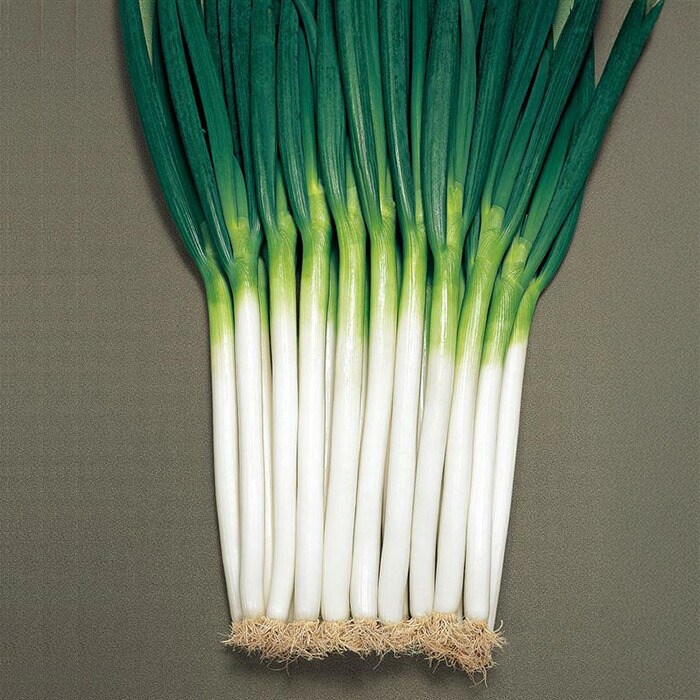 楽天市場】【取り寄せ】関羽一本太葱 コート5000粒 トーホク種苗