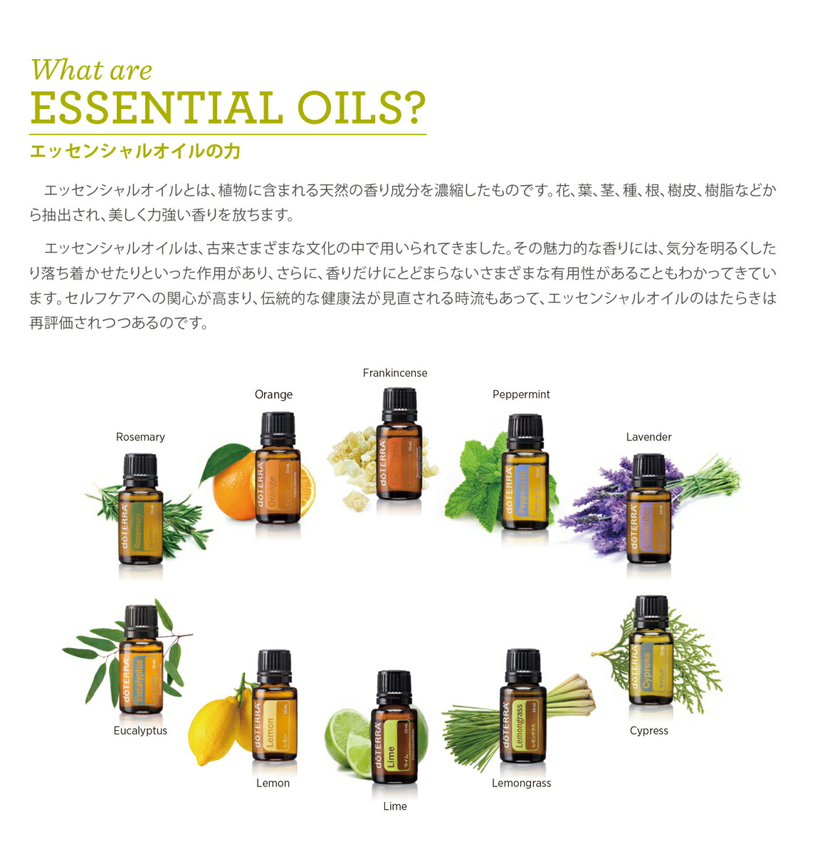 楽天市場】【平日15時まで/当日出荷】ドテラ doTERRA ノーザン