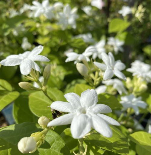 楽天市場】【5寸鉢植え】 ホワイトローズピカケ （一重咲きジャスミン