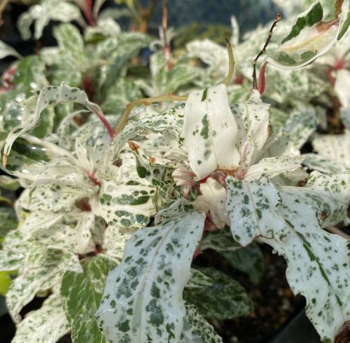 楽天市場】斑入り葉美男カズラ（紅吹雪）ビナンカズラ 苗 苗木 : 日本