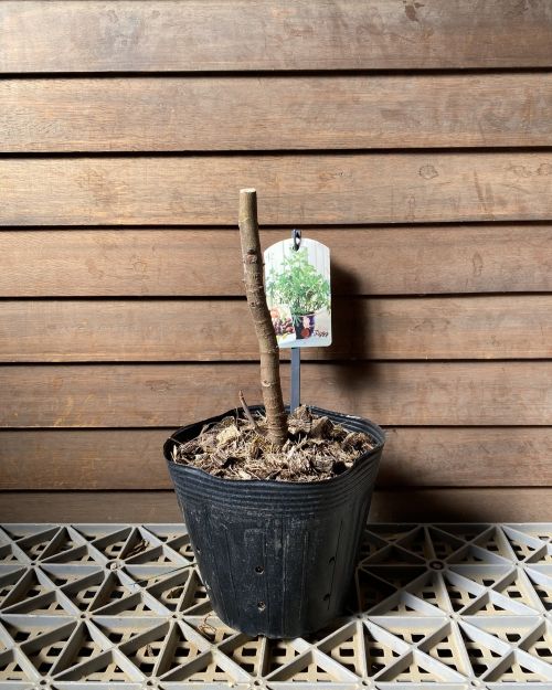 楽天市場】矮性いちじく 苗 苗木 イチジク リトルミスフィギー PVP