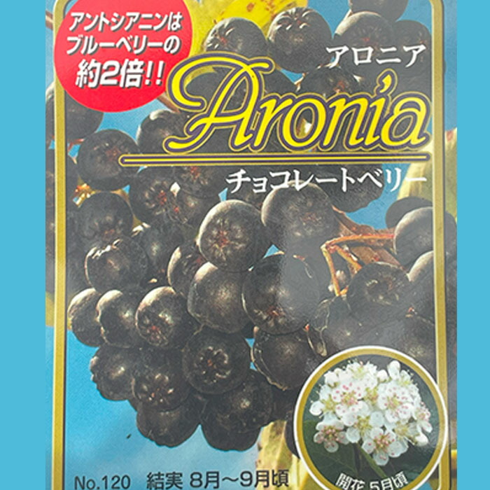 楽天市場】アロニア チョコレートベリー 10.5cmポット スーパーフード