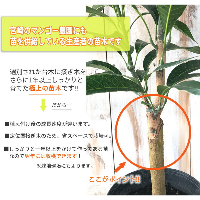 楽天市場】マンゴー リリー 6号鉢 送料無料 接木苗 苗木 果樹苗