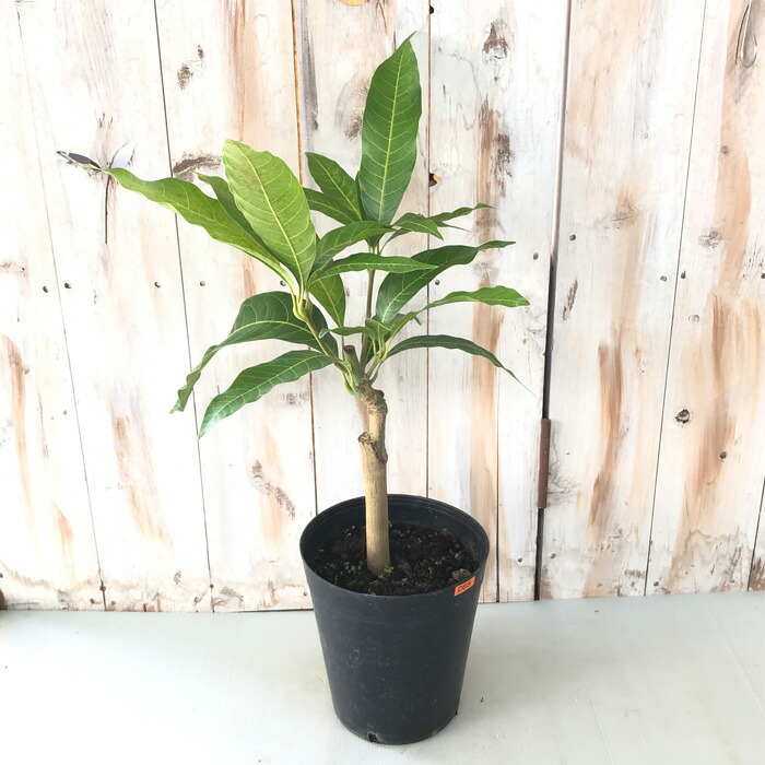 マンゴー苗品種リリー10号 特大