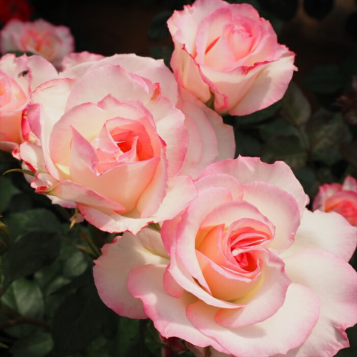 楽天市場】予約販売 バラ 苗 バラ 新苗 中輪 ニコール 四季咲き 薔薇