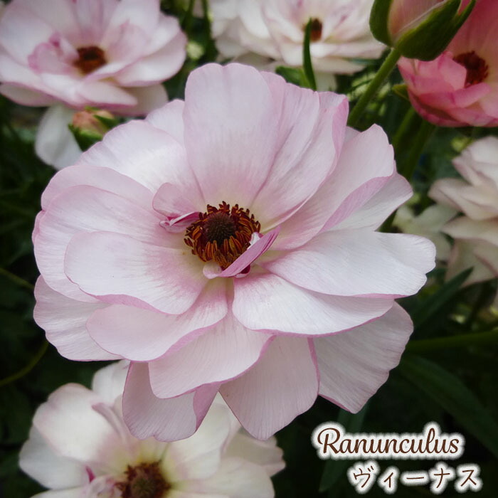 楽天市場】ラナンキュラス ラックス 苗 ヴィーナス 10.5cmポット