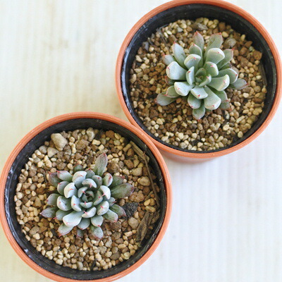 楽天市場】多肉植物 oriエケベリア ザラゴーサspノバ 多肉植物