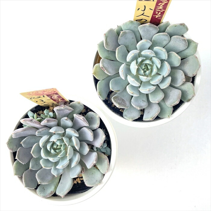 楽天市場】多肉植物 oriミックスベリア No.021 小人の渚 多肉植物 お