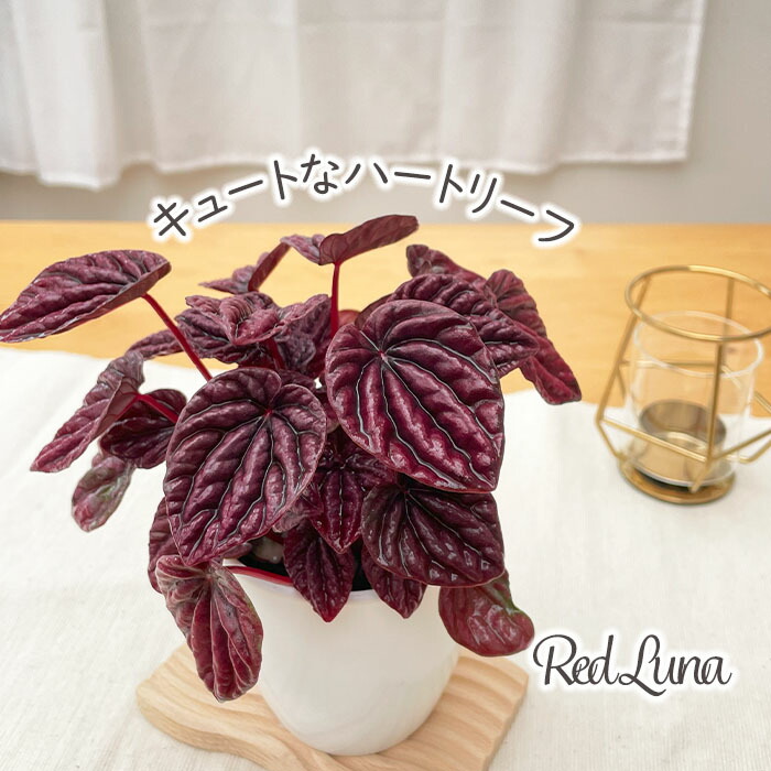 楽天市場】クリスマスローズ 広瀬園芸 レッドオーレア系 多弁 ダブル