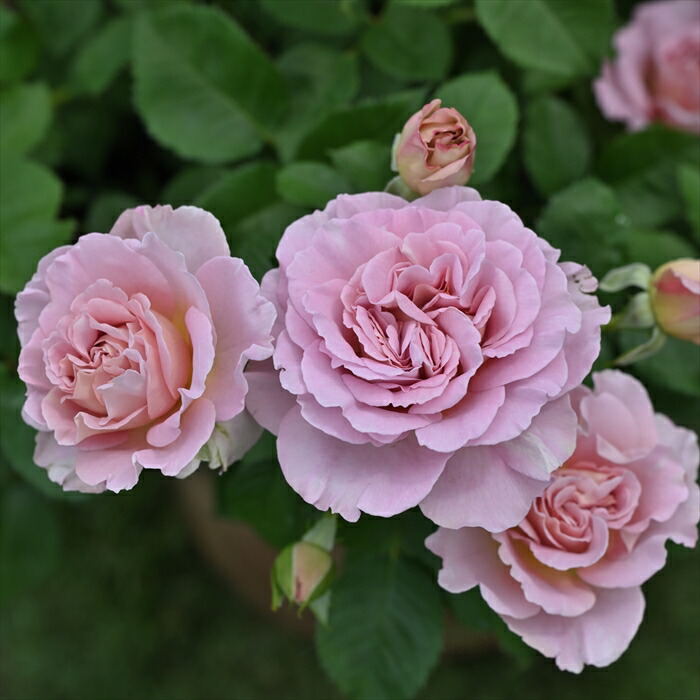 楽天市場】予約販売 バラ 苗 バラ 新苗 ドリュ フリゼ 品種登録出願中