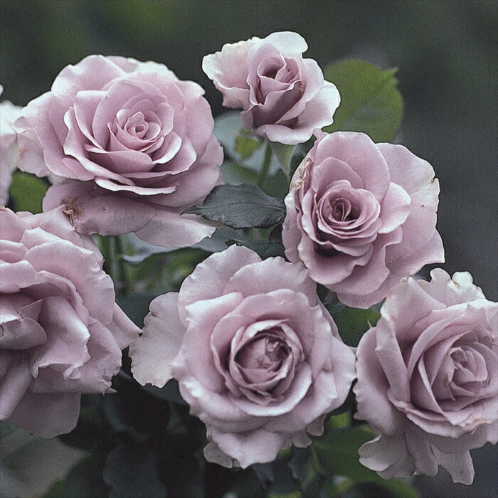 楽天市場】予約販売 バラ 苗 バラ 新苗 禅ローズ わたらせ 薔薇 ばら