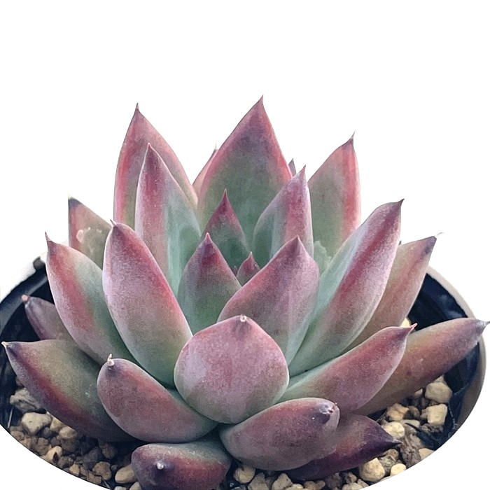 楽天市場】クリスマスローズ 広瀬園芸 美艶 レッド 強グロス オーレア