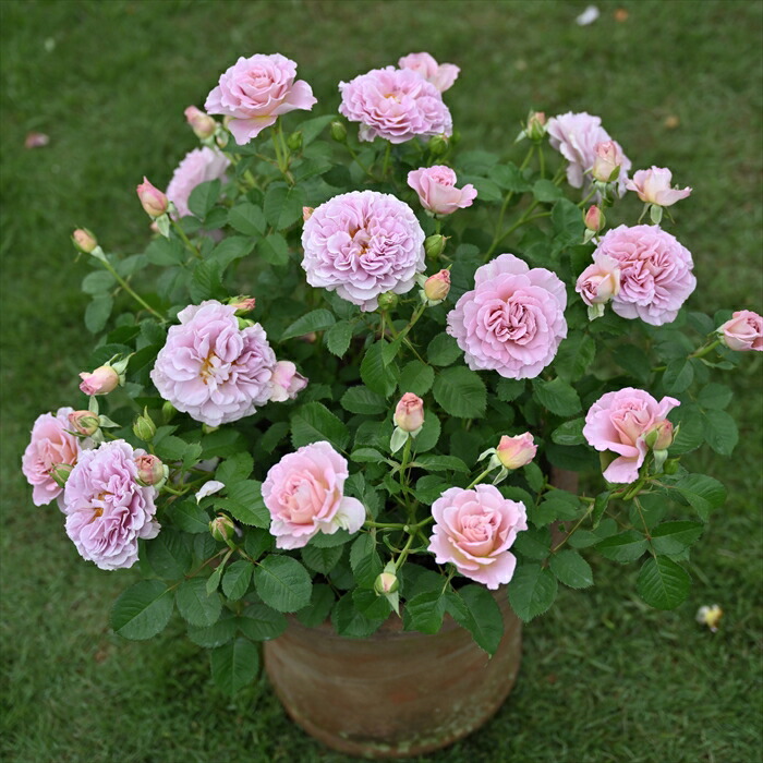 楽天市場】予約販売 バラ苗 バラ大苗 ドリュ フリゼ 品種登録出願中