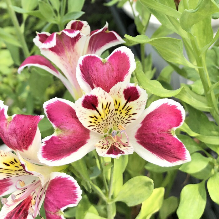 楽天市場】予約販売 アルストロメリア 苗 トリプルハート 10.5cmポット