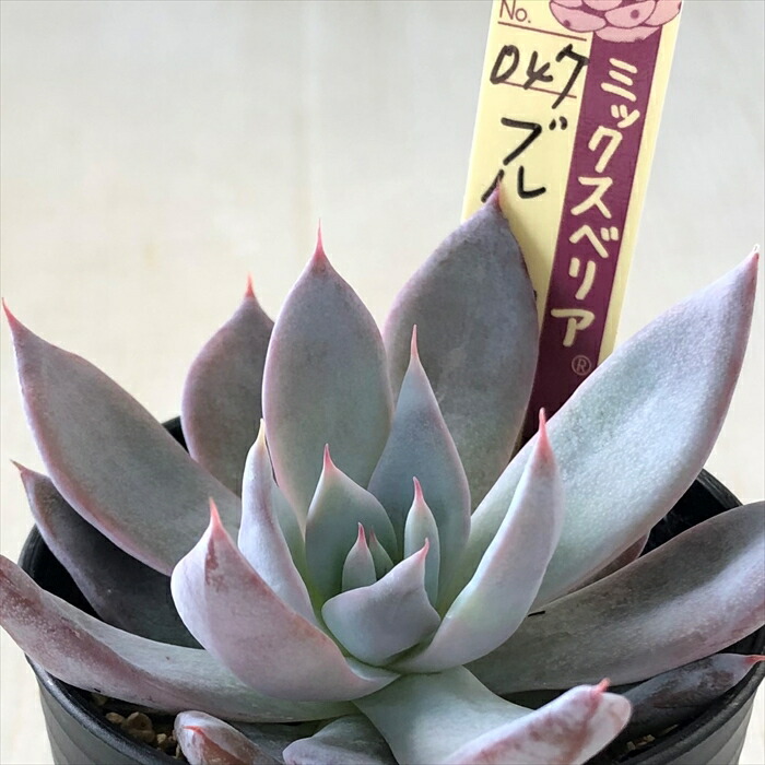 うぐいす 雲の花 ブルーバニラ 札付き おらいさんミックスベリア 多肉