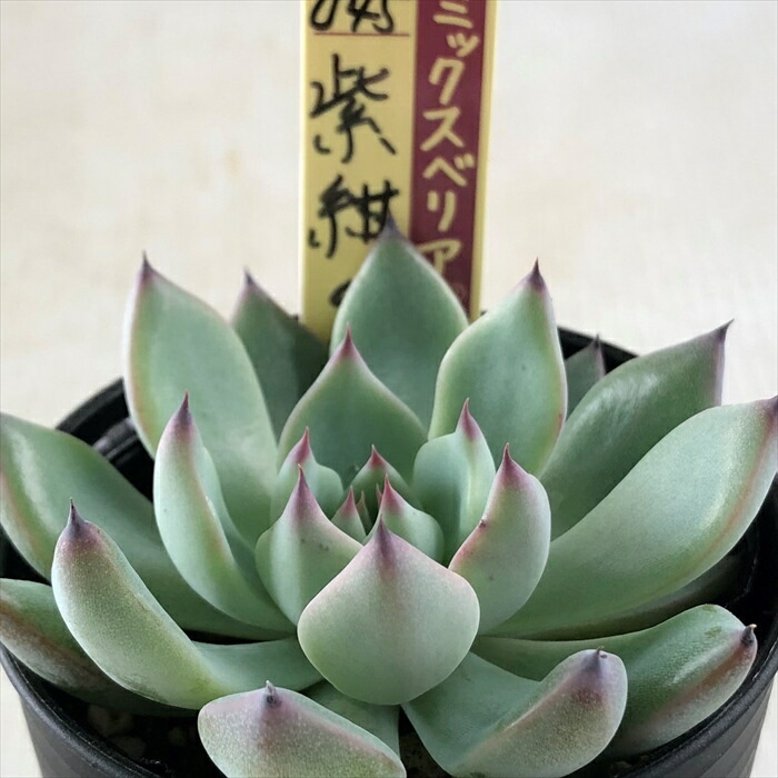 楽天市場】多肉植物 oriミックスベリア No.045 紫紺の矢 多肉植物 お