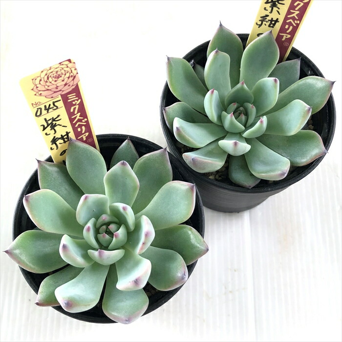 楽天市場】多肉植物 oriミックスベリア No.045 紫紺の矢 多肉植物 お