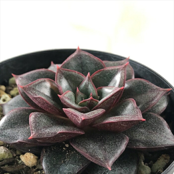 楽天市場】多肉植物 skエケベリア モノケロティス 多肉植物 エケベリア