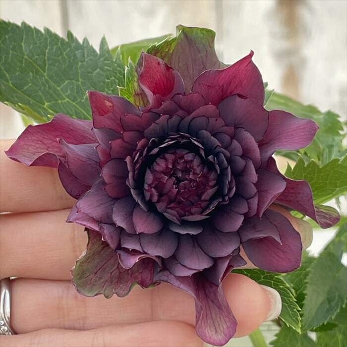 広瀬園芸　クレオパトラ系ダブル　超美人株 楽天市場】 クリスマスローズ > 開花株 > 広瀬園芸 : フラワーネット