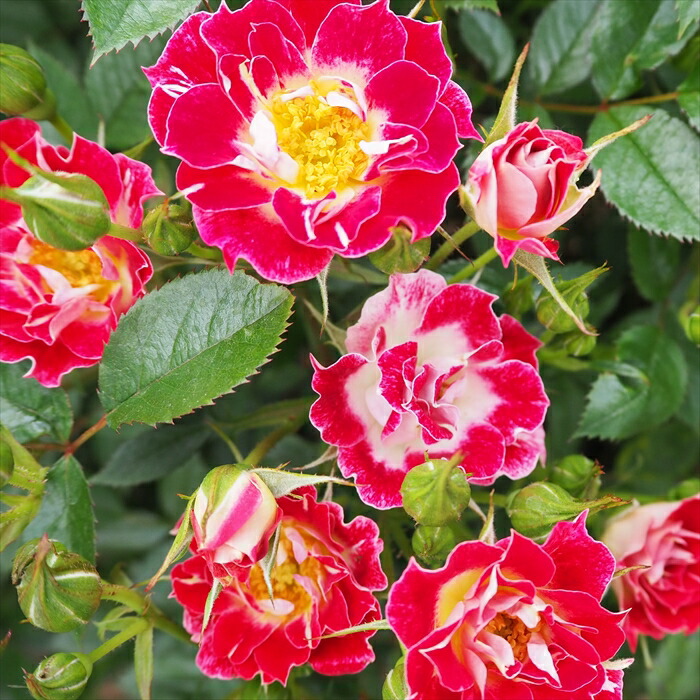 楽天市場】予約販売 バラ苗 バラ大苗 つるバラ リトルアーティスト