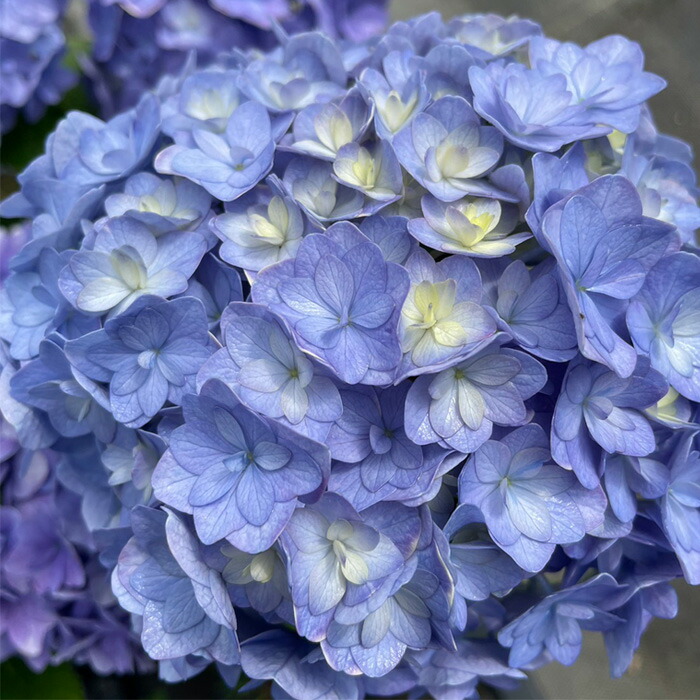 楽天市場】【まもなく締め切り】 予約販売 アジサイ 花天月地 9cm