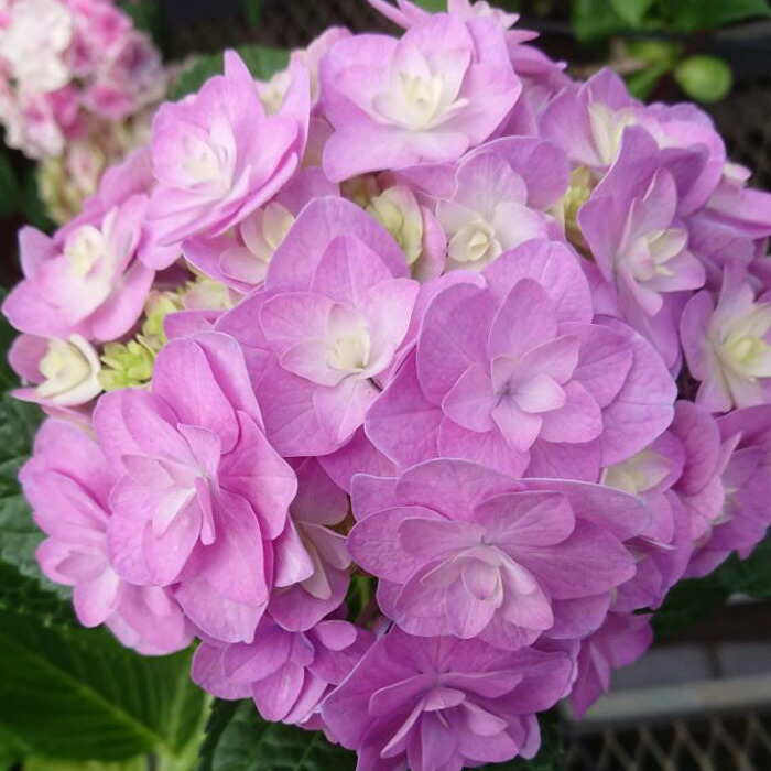 楽天市場】【まもなく締め切り】 予約販売 アジサイ 花天月地 9cm