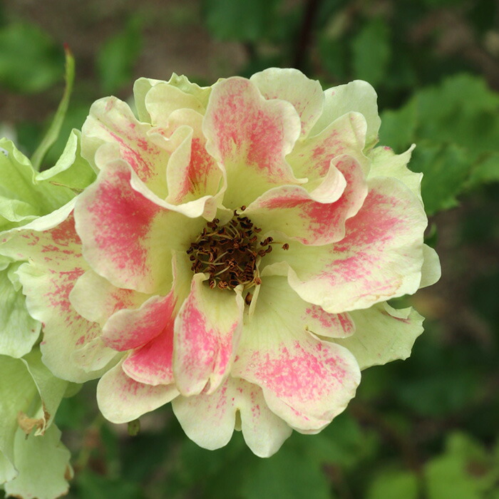 バラ売り可、コメ見て バラ売り バラ売り可能 ライブディオZX バラ売り