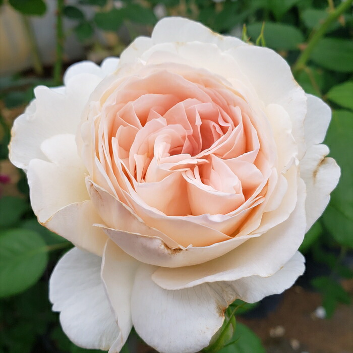 楽天市場】予約販売 バラ 苗 バラ 新苗 つるバラ セバスチャンクナイプ