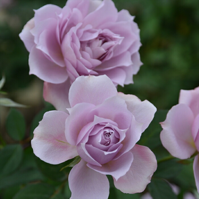 楽天市場】先行予約 【2025年春新品種】 バラ苗 バラ大苗 ロサ