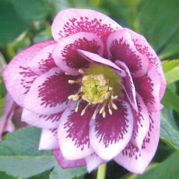 楽天市場】クリスマスローズ苗 ダブル ピンクブロッチ 杉山交配 9cm