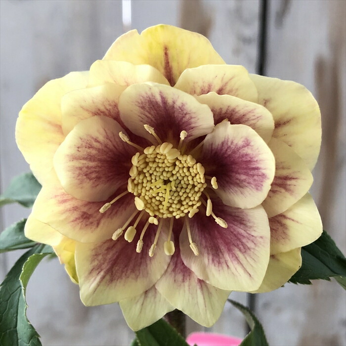 楽天市場】クリスマスローズ ソレイユ ダブル 0124-005 現品販売 送料