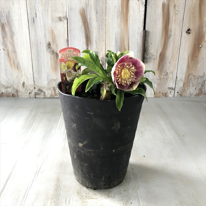 楽天市場】クリスマスローズ ソレイユ セミダブル 0124-006 現品販売