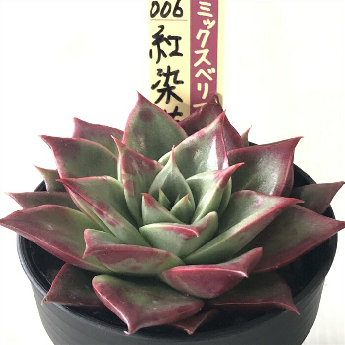 楽天市場】多肉植物 oriミックスベリア No.006 紅染華 多肉植物 お