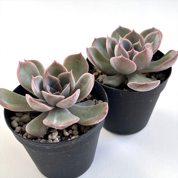 楽天市場】多肉植物 skエケベリア リンゼアナ×ルシンダ 多肉植物