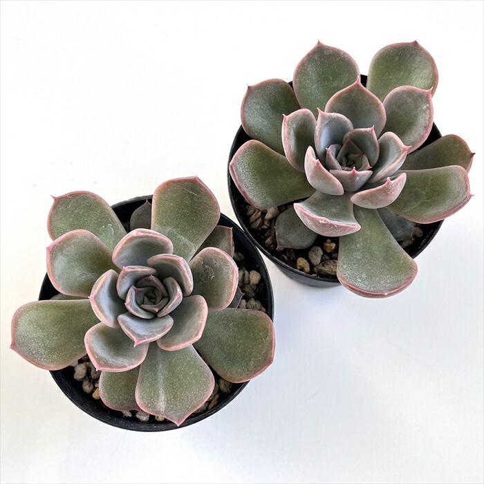 楽天市場】多肉植物 skエケベリア リンゼアナ×ルシンダ 多肉植物