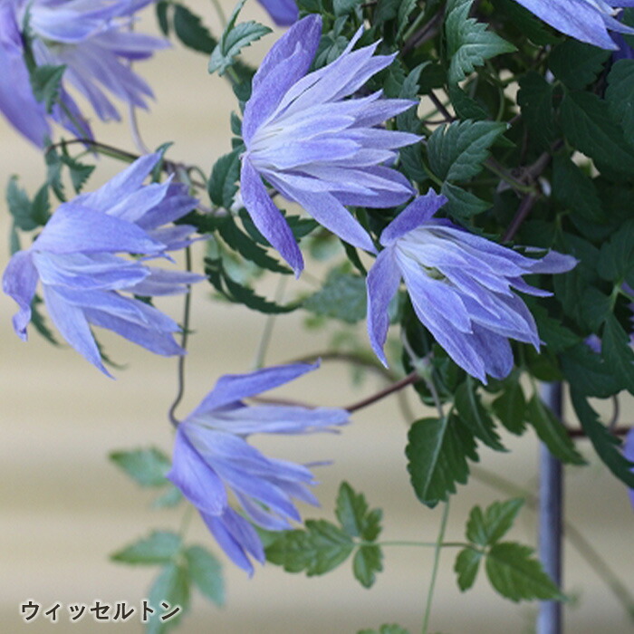 楽天市場】【まもなく締め切り】 予約販売 クレマチス 苗 マクロペタラ