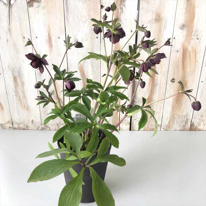 楽天市場】クリスマスローズ クレオパトラ 0123-004 現品販売 送料無料