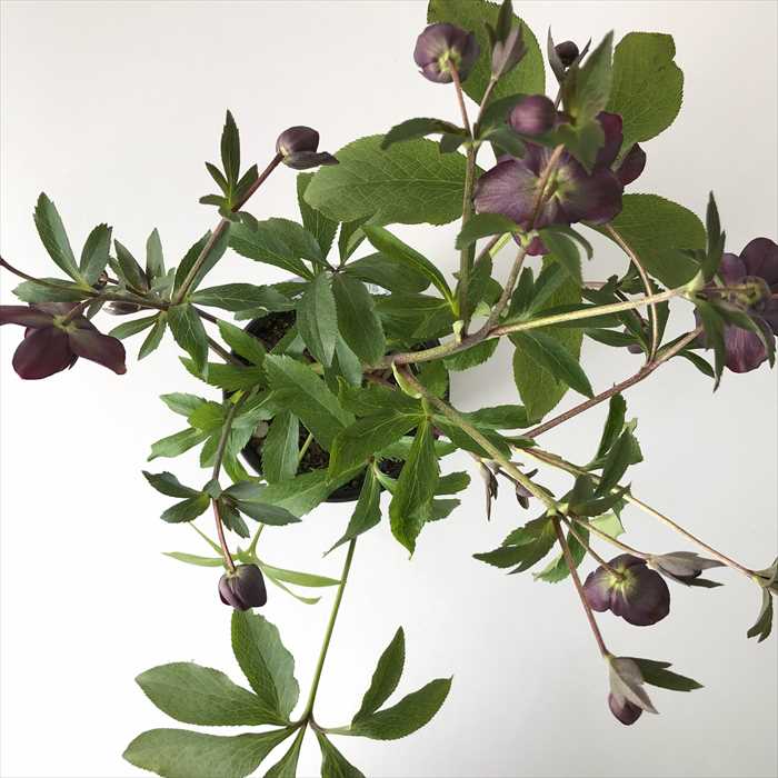 楽天市場】クリスマスローズ クレオパトラ 0123-004 現品販売 送料無料