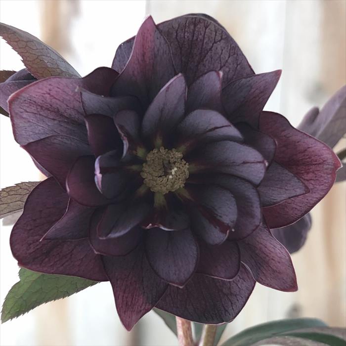 楽天市場】クリスマスローズ ブラック ダブル 0123-009 現品販売 送料