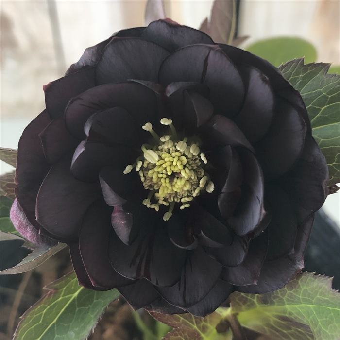 n*a様 クリスマスローズ 開花株☆ クリスマスローズ開花株 DDエクリプス 346 現品限り : 金井園芸 - 通販