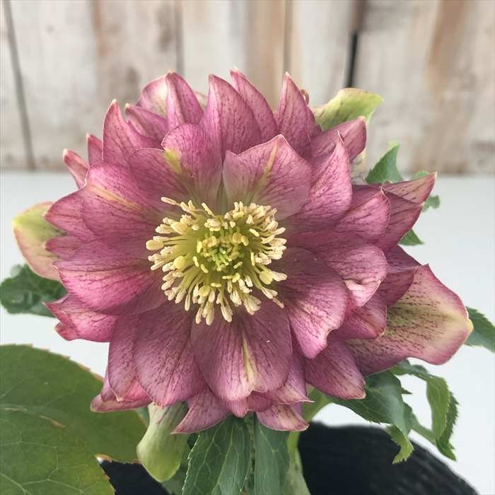 n*a様 クリスマスローズ 開花株☆ クリスマスローズ開花株 DDエクリプス 346 現品限り : 金井園芸 - 通販