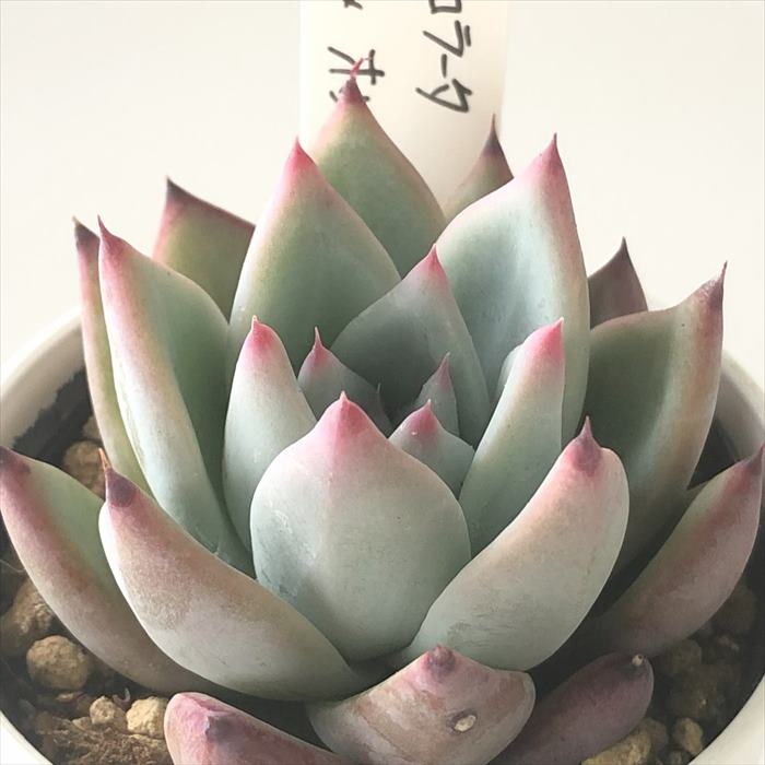 楽天市場】多肉植物 O'sエケベリア コロラータ×ホリコロ 多肉植物 O's