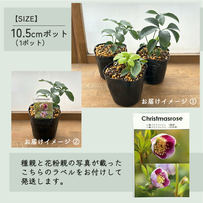 楽天市場】予約販売 クリスマスローズ苗 パステリッシュストレイン