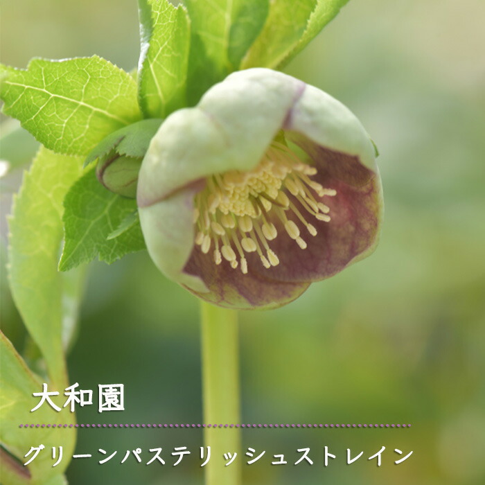 楽天市場】予約販売 クリスマスローズ苗 グリーンパステリッシュ