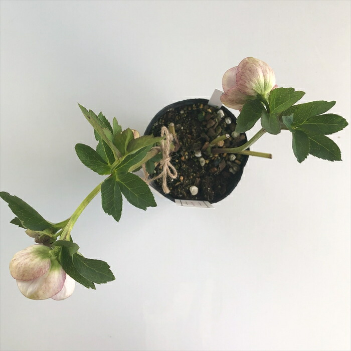 楽天市場】クリスマスローズ 大和園 パステリッシュストレイン 0228