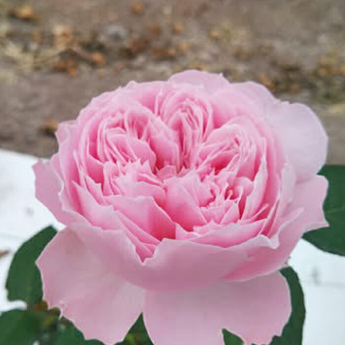 楽天市場】予約販売 バラ苗 バラ新苗 うさぎ 契約品種 薔薇 ばら 国産